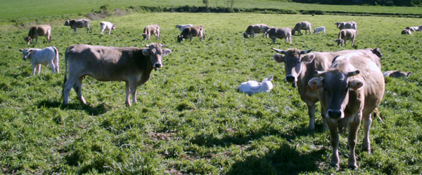The next animal welfare course for livestock farm-holders