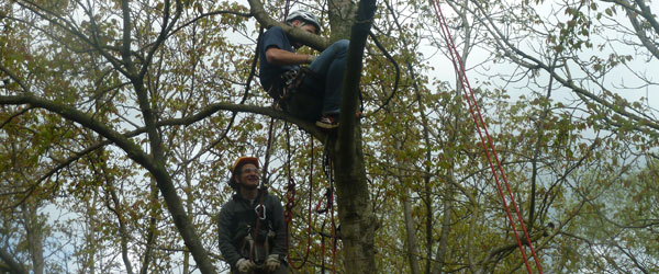 Tree-culture and climbing day for the medium-level gardening course