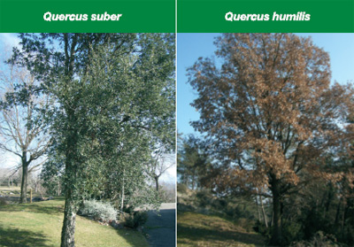 Varietats de Quercus
